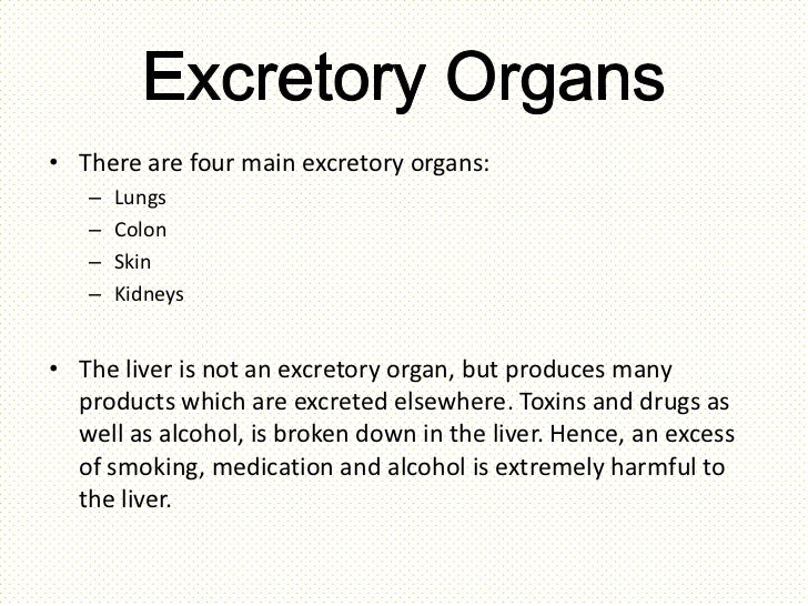 The human excretory system