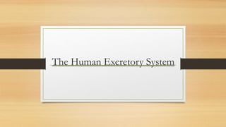 The Human Excretory System
 