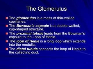 The Glomerulus
The glomerulus is a mass of thin-walled
capillaries.
The Bowman’s capsule is a double-walled,
cup-shaped structure.
The proximal tubule leads from the Bowman’s
capsule to the Loop of Henle.
The loop of Henle is a long loop which extends
into the medulla.
The distal tubule connects the loop of Henle to
the collecting duct.
 