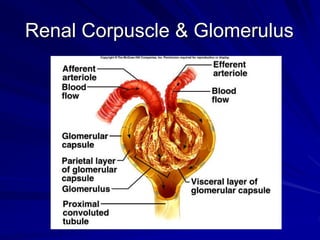 Renal Corpuscle & Glomerulus
 