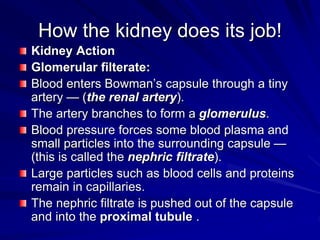How the kidney does its job!
Kidney Action
Glomerular filterate:
Blood enters Bowman’s capsule through a tiny
artery — (the renal artery).
The artery branches to form a glomerulus.
Blood pressure forces some blood plasma and
small particles into the surrounding capsule —
(this is called the nephric filtrate).
Large particles such as blood cells and proteins
remain in capillaries.
The nephric filtrate is pushed out of the capsule
and into the proximal tubule .
 
