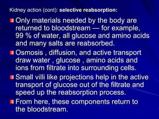 Kidney action (cont): selective reabsorption:
Only materials needed by the body are
returned to bloodstream — for example,
99 % of water, all glucose and amino acids
and many salts are reabsorbed.
Osmosis , diffusion, and active transport
draw water , glucose , amino acids and
ions from filtrate into surrounding cells.
Small villi like projections help in the active
transport of glucose out of the filtrate and
speed up the reabsorption process.
From here, these components return to
the bloodstream.
 