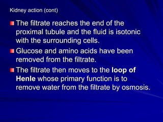 Kidney action (cont)
The filtrate reaches the end of the
proximal tubule and the fluid is isotonic
with the surrounding cells.
Glucose and amino acids have been
removed from the filtrate.
The filtrate then moves to the loop of
Henle whose primary function is to
remove water from the filtrate by osmosis.
 