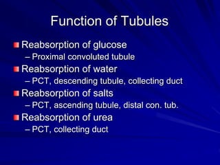 Function of Tubules
Reabsorption of glucose
– Proximal convoluted tubule
Reabsorption of water
– PCT, descending tubule, collecting duct
Reabsorption of salts
– PCT, ascending tubule, distal con. tub.
Reabsorption of urea
– PCT, collecting duct
 
