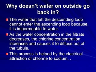 Why doesn’t water on outside go
back in?
The water that left the descending loop
cannot enter the ascending loop because
it is impermeable to water.
As the water concentration in the filtrate
decreases, the chlorine concentration
increases and causes it to diffuse out of
the tubule.
This process is helped by the electrical
attraction of chlorine to sodium. .
 