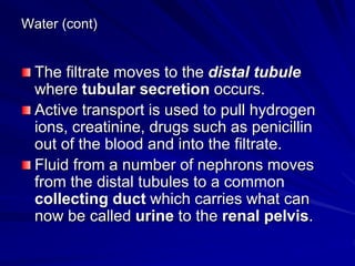 Water (cont)
The filtrate moves to the distal tubule
where tubular secretion occurs.
Active transport is used to pull hydrogen
ions, creatinine, drugs such as penicillin
out of the blood and into the filtrate.
Fluid from a number of nephrons moves
from the distal tubules to a common
collecting duct which carries what can
now be called urine to the renal pelvis.
 