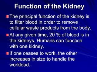 Function of the Kidney
The principal function of the kidney is
to filter blood in order to remove
cellular waste products from the body.
At any given time, 20 % of blood is in
the kidneys. Humans can function
with one kidney.
If one ceases to work, the other
increases in size to handle the
workload.
 