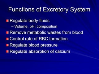 Functions of Excretory System
Regulate body fluids
– Volume, pH, composition
Remove metabolic wastes from blood
Control rate of RBC formation
Regulate blood pressure
Regulate absorption of calcium
 