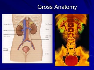 Gross Anatomy
 