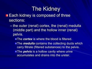 The Kidney
Each kidney is composed of three
sections:
– the outer (renal) cortex, the (renal) medulla
(middle part) and the hollow inner (renal)
pelvis.
The cortex is where the blood is filtered.
The medulla contains the collecting ducts which
carry filtrate (filtered substances) to the pelvis.
The pelvis is a hollow cavity where urine
accumulates and drains into the ureter.
 