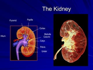 The Kidney
Cortex
Medulla
Calyx
Pelvis
Ureter
Hilum
Papilla
Pyramid
Column
 