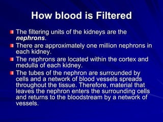 How blood is Filtered
The filtering units of the kidneys are the
nephrons.
There are approximately one million nephrons in
each kidney.
The nephrons are located within the cortex and
medulla of each kidney.
The tubes of the nephron are surrounded by
cells and a network of blood vessels spreads
throughout the tissue. Therefore, material that
leaves the nephron enters the surrounding cells
and returns to the bloodstream by a network of
vessels.
 