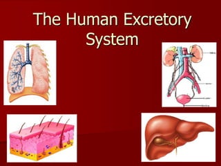 The Human Excretory
System
 