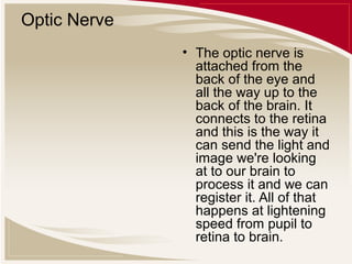 Optic Nerve
• The optic nerve is
attached from the
back of the eye and
all the way up to the
back of the brain. It
connects to the retina
and this is the way it
can send the light and
image we're looking
at to our brain to
process it and we can
register it. All of that
happens at lightening
speed from pupil to
retina to brain.

 