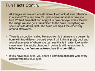 Fun Facts Contin.
• All images we see are upside down. Ever look at your reflection
in a spoon? You see how it's upside-down no matter how you
turn it? Well, take that and apply it to how our eye works. Before
the image we see gets transmitted to the brain, everything we
see is upside-down, first. The brain just flips it the other way
around afterwards.
• There is a condition called Heterochromia that means a person is
born with two different colored eyes. I think this is pretty cool and
alot of examples of where you can see this is in cat's, look really
close, even the subtle changes in colors is still heterochromia.
Mila Kunis, the famous actress, has this condition.
• If you have blue eyes, you share a common ancestor with every
person who has blue eyes.

 
