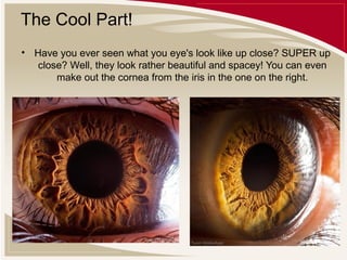 The Cool Part!
• Have you ever seen what you eye's look like up close? SUPER up
close? Well, they look rather beautiful and spacey! You can even
make out the cornea from the iris in the one on the right.

 