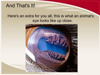 And That's It!
Here's an extra for you all, this is what an animal's
eye looks like up close.

 
