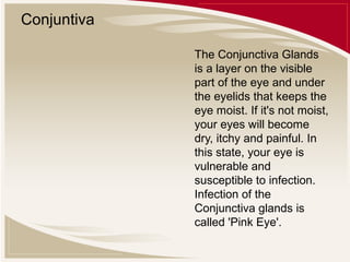 Conjuntiva
The Conjunctiva Glands
is a layer on the visible
part of the eye and under
the eyelids that keeps the
eye moist. If it's not moist,
your eyes will become
dry, itchy and painful. In
this state, your eye is
vulnerable and
susceptible to infection.
Infection of the
Conjunctiva glands is
called 'Pink Eye'.

 