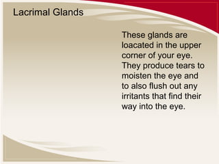 Lacrimal Glands
These glands are
loacated in the upper
corner of your eye.
They produce tears to
moisten the eye and
to also flush out any
irritants that find their
way into the eye.

 