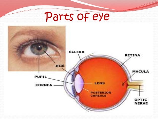 eye of parts The eye human