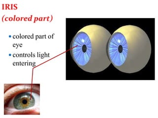  colored part of
eye
 controls light
entering
IRIS
(colored part)
 