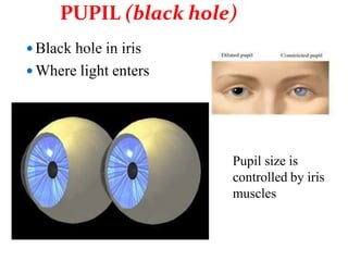 Pupil size is
controlled by iris
muscles
 Black hole in iris
 Where light enters
PUPIL (black hole)
 