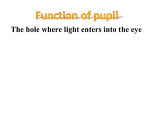 The hole where light enters into the eye
 