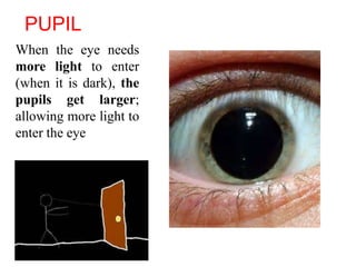 PUPIL
When the eye needs
more light to enter
(when it is dark), the
pupils get larger;
allowing more light to
enter the eye
 