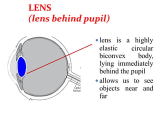 elastic
 lens is a highly
circular
biconvex body,
lying immediately
behind the pupil
 allows us to see
objects near and
far
LENS
(lens behind pupil)
 