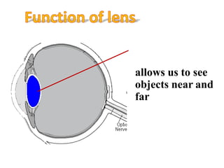 allows us to see
objects near and
far
 