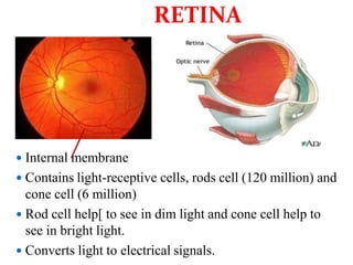  Internal membrane
 Contains light-receptive cells, rods cell (120 million) and
cone cell (6 million)
 Rod cell help[ to see in dim light and cone cell help to
see in bright light.
 Converts light to electrical signals.
RETINA
 