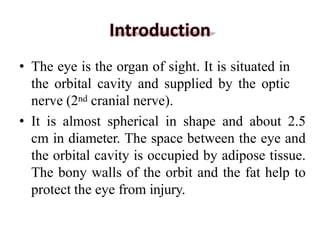 • The eye is the organ of sight. It is situated in
the orbital cavity and supplied by the optic
nerve (2nd cranial nerve).
• It is almost spherical in shape and about 2.5
cm in diameter. The space between the eye and
the orbital cavity is occupied by adipose tissue.
The bony walls of the orbit and the fat help to
protect the eye from injury.
 