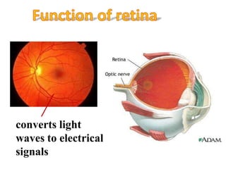 converts light
waves to electrical
signals
 
