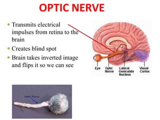  Transmits electrical
impulses from retina to the
brain
 Creates blind spot
 Brain takes inverted image
and flips it so we can see
OPTIC NERVE
 