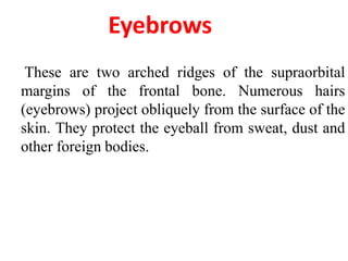 These are two arched ridges of the supraorbital
margins of the frontal bone. Numerous hairs
(eyebrows) project obliquely from the surface of the
skin. They protect the eyeball from sweat, dust and
other foreign bodies.
Eyebrows
 