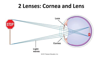 2 Lenses: Cornea and Lens
 