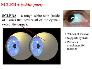 SCLERA – a tough white skin (made
of tissue) that covers all of the eyeball
except the cornea.
 Whites of the eye
 Supports eyeball
 Provides
attachment for
muscles
SCLERA (white part)
 