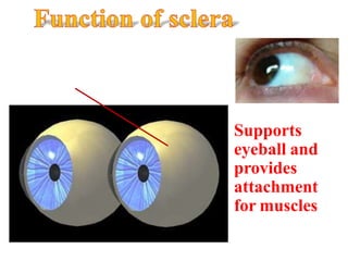 Supports
eyeball and
provides
attachment
for muscles
 
