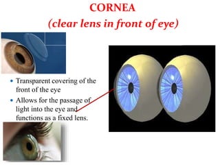  Transparent covering of the
front of the eye
 Allows for the passage of
light into the eye and
functions as a fixed lens.
CORNEA
(clear lens in front of eye)
 