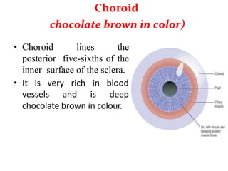 Choroid
chocolate brown in color)
• Choroid lines the
posterior five-sixths of the
inner surface of the sclera.
• It is very rich
vessels and
in blood
is deep
chocolate brown in colour.
 