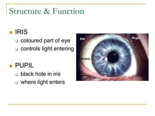 The human Eye Powerpoint Testing how you see | PPT