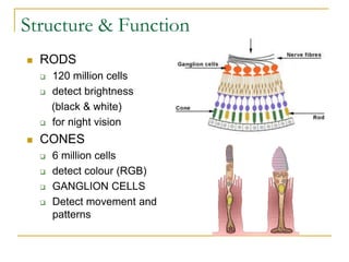 The Rods Detect The human Eye Powerpoint Testing how you see | PPT