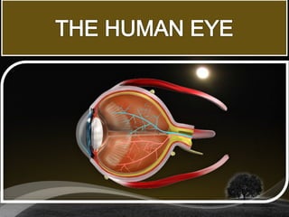 The human eye | PPTX