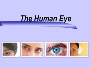 The Human Eye
 