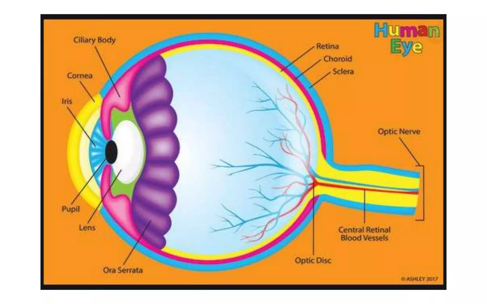 human eye and the colourfull world ppt | PPTX