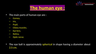 THE HUMAN EYE BY TRIPURARI PRAJAPATI.pptx