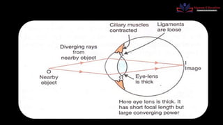 THE HUMAN EYE BY TRIPURARI PRAJAPATI.pptx