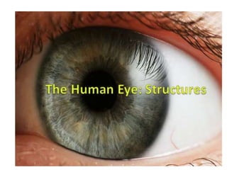 The Human Eye PowerPoint.pptx