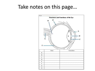 The Human Eye PowerPoint.pptx