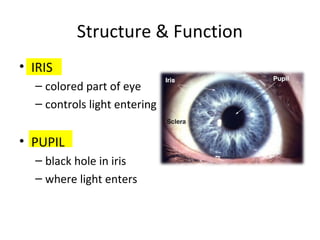 Structure & Function
• IRIS
– colored part of eye
– controls light entering
• PUPIL
– black hole in iris
– where light enters
 